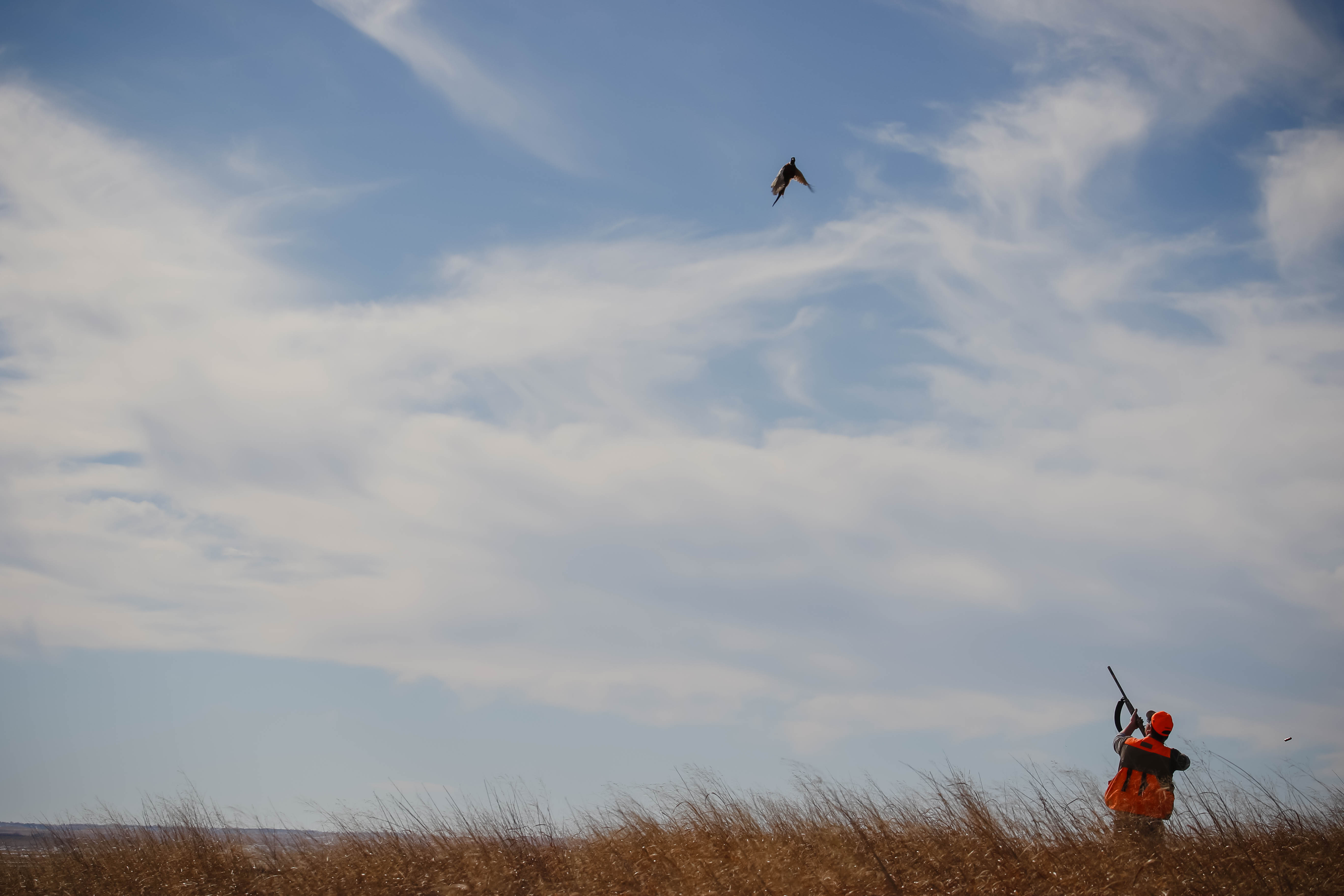 Pheasant Hunting in Kansas