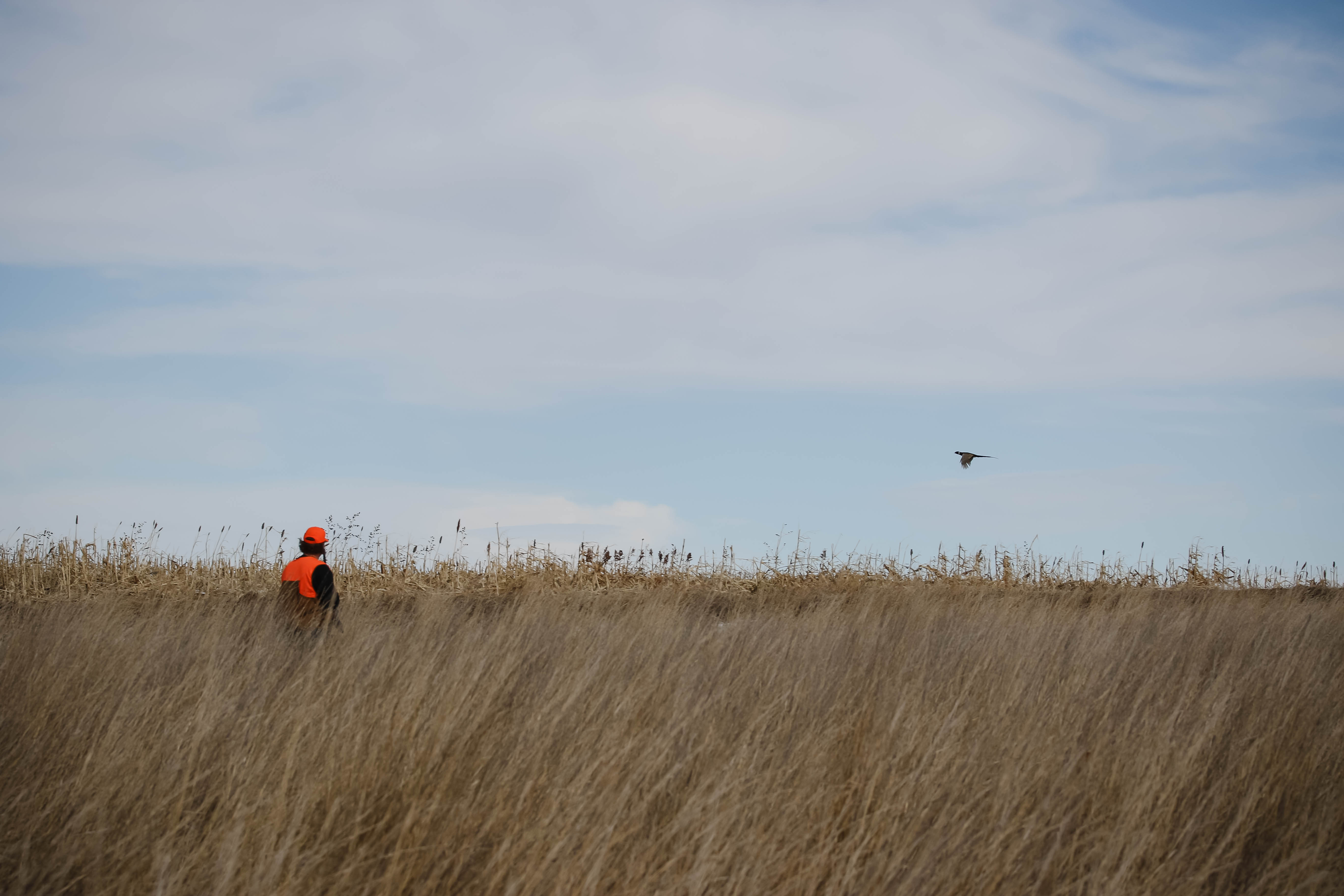 Kansas Pheasant Hunting Outfitter