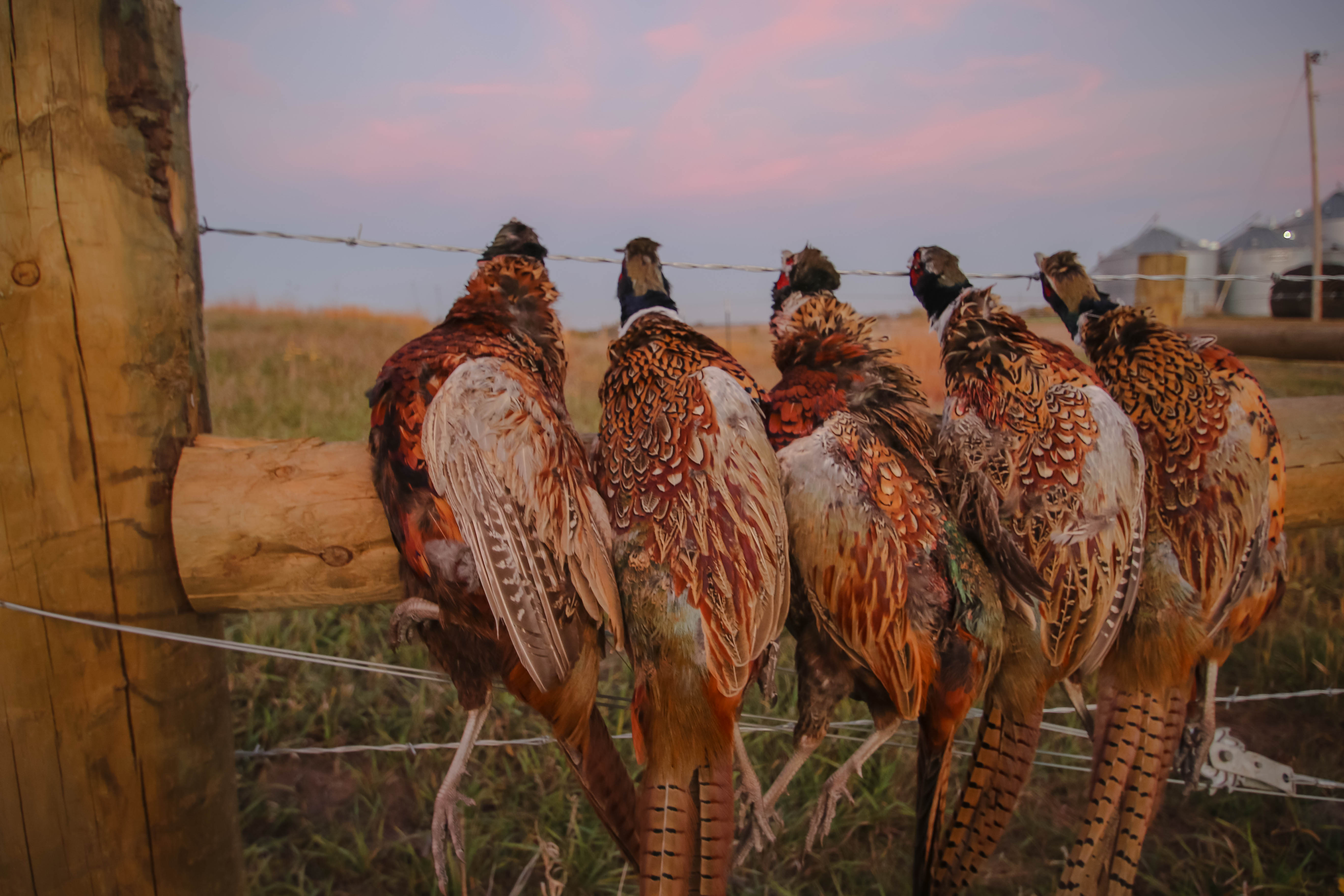 Pheasant Hunting at 777